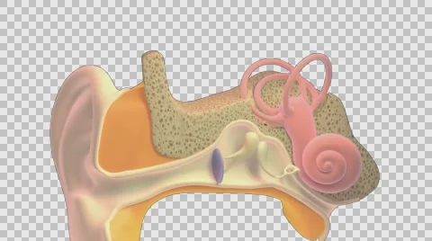 3D. Inner ear or internal ear 4K. Ultra HD. Alpha Channel. Vídeos de archivo 57717963