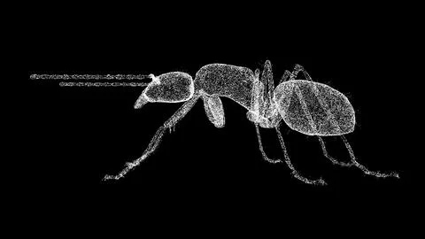 3D Insect on black bg. Pest control, insect extermination. Insect Killing S.. Stock Illustration