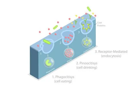3D Isometric Flat Conceptual Illustration of Endocytosis, Cell Transports ... Stock Photos