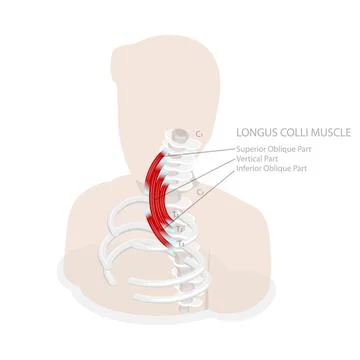 3D Isometric Flat Conceptual Illustration of Longus Colli Muscle, Neck Ana... Stock Photos