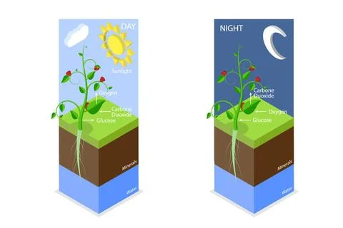3D Isometric Flat Conceptual Illustration of Photosynthesis, Cellular Resp... Stock Photos