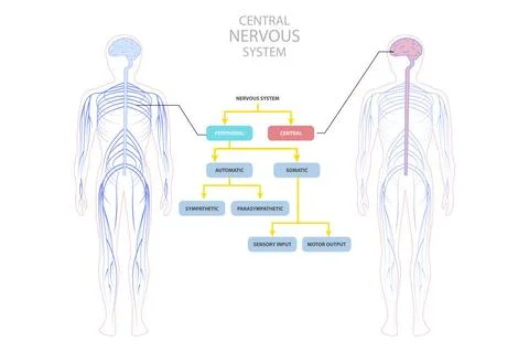 3D Isometric Flat Conceptual Illustration of Central Nervous System, Educa... Fotos de archivo