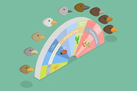 3D Isometric Flat Conceptual Illustration of Adaptive Radiation, Natural S... Stock Photos