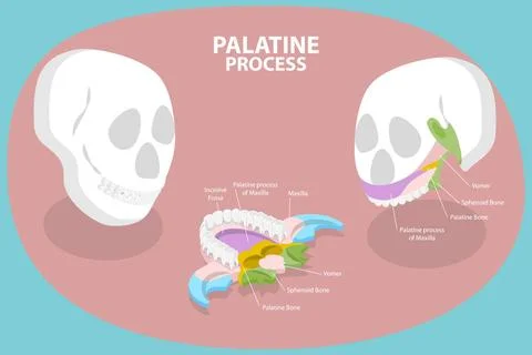 3D Isometric Flat Conceptual Illustration of Palatine Process, Educational... 写真素材