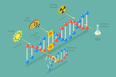 3D Isometric Flat Conceptual Illustration of DNA Damage, Aging Process... Stock Photos