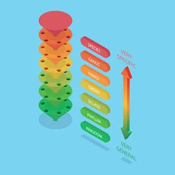 3D Isometric Flat Illustration of Classification System, Major Taxonomic R... Stock Photos