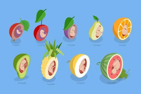 3D Isometric Flat Illustration of Embryo Monthly Growth Stages, Human Fetu... Stock Photos