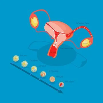 3D Isometric Flat Illustration of Ovulation, Fertilization Implantation, E... Stock Photos