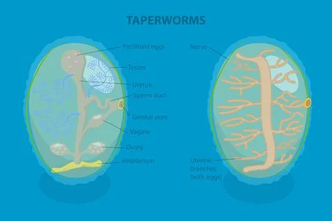 3D Isometric Flat Illustration of Proglottid of Taperworm, Taenia Solium Stock Photos