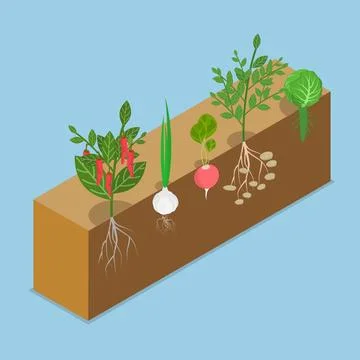 3D Isometric Flat Illustration of Vegetable Roots Intertwining, Natural Pr... Stock Photos