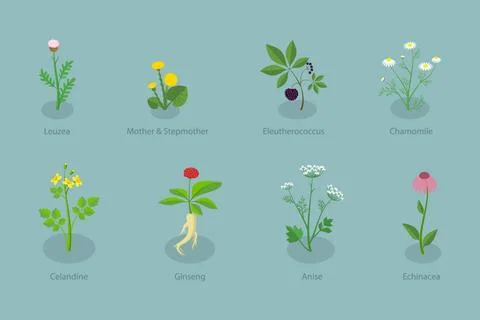 3D Isometric Flat Set of Healing Herbs, Herbal Medicine3D Isometric Fl... Stock Photos