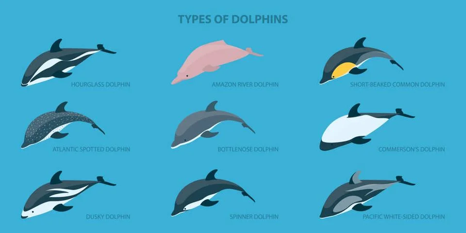 3D Isometric Flat Set of Types Of Dolphins, Educational Classification... Stock Photos