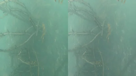 3d kelp underwater Stock Footage 44646985