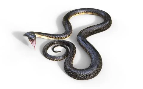 3d King Cobra The World's Longest Venomous Snake Isolated on White Background Stock Illustration