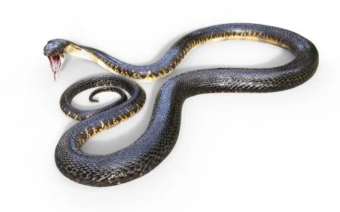 3d King Cobra The World's Longest Venomous Snake Isolated on White Background Illustrazione stock