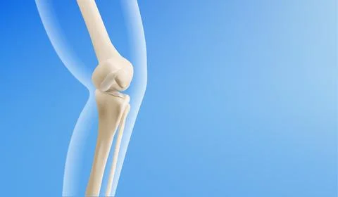 3d knee joint anatomy model 스톡 일러스트