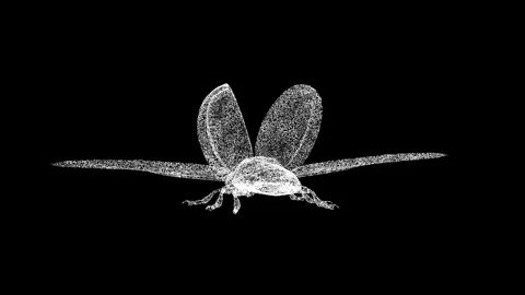 3D Ladybug rotates on black background. Animal insects concept. Flying ladybug Stock Footage 249044421