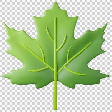 3D leaf maple in green color Stock Illustration