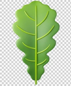 3D leaf oak in green color イラスト素材