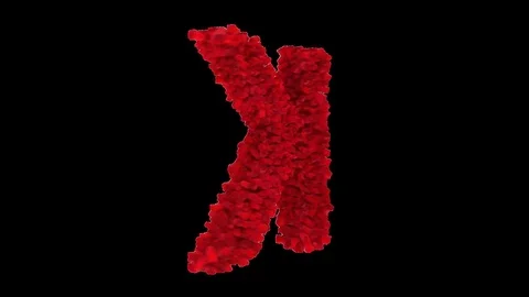 3D letter K made of red roses appearing and seamless turning Stock Footage 74739367