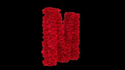 3D letter M made of red roses appearing and seamless turning Stock Footage 74929390