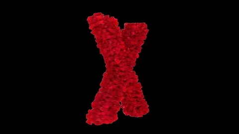 3D letter X made of red roses appearing and seamless turning Stock Footage 74929300