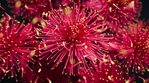 3D loop of chrysanthemums with floating petals in gentle motion. 库存影片 328493416