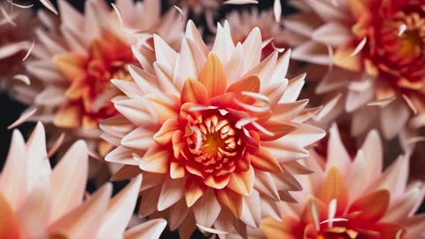 3D loop of swaying dahlias with floating petals in soft motion. Stock Footage 336448814