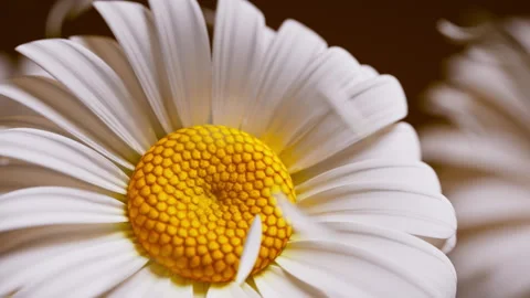 3D loop of white daisies with golden centers and floating petals. 库存影片 328493265