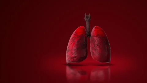3d Lungs of the Human Respiratory System Stock Footage 263798148