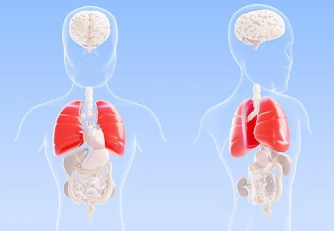 3d lungs pneumonia visualization - human body internal organs anatomy with red Illustrazione stock