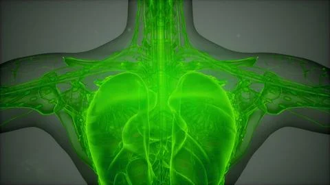 3D magnetic resonance image scan Stockillustratie