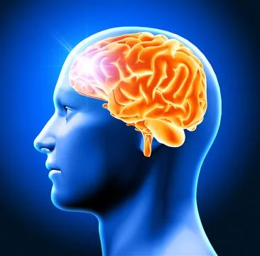 3D male head with brain Stock Photos