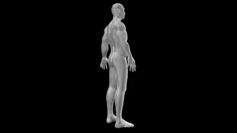 3D Man Body Rotating. Man Body on a tran... | Stock Video | Pond5