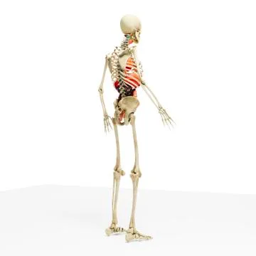 3d man render,  anatomy showing skeleton and internal organs Stock Illustration