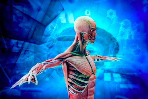 3d man render,  anatomy showing skeleton and muscular system Stock Illustration