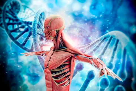 3d man render,  anatomy showing skeleton and muscular system Stock Illustration