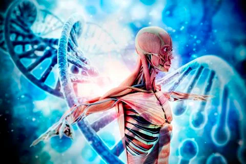 3d man render,  anatomy showing skeleton and muscular system Stock Illustration