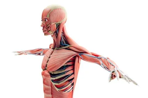 3d man render,  anatomy showing skeleton and muscular system Stock Illustration