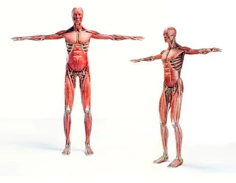 3d man render,  anatomy showing skeleton and muscular system Stock Illustration