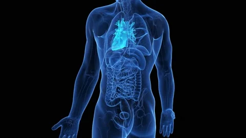 3d medical animation of the anatomical s... | Stock Video | Pond5