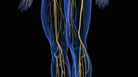 3d medical animation of the anatomical s... | Stock Video | Pond5