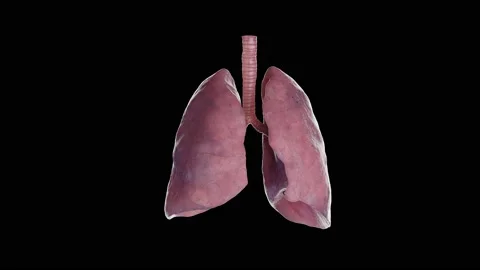 3D medical animation of healthy lungs tu... | Stock Video | Pond5