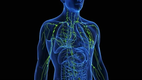 3d medical animation of the lymphatic sy... | Stock Video | Pond5