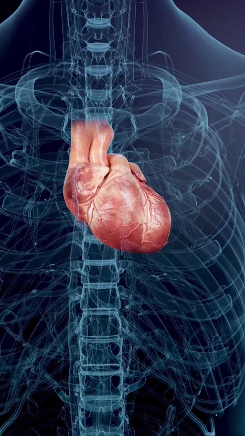 3D medical animation of a normal, rhythmic heartbeat. 스톡 동영상 344953021