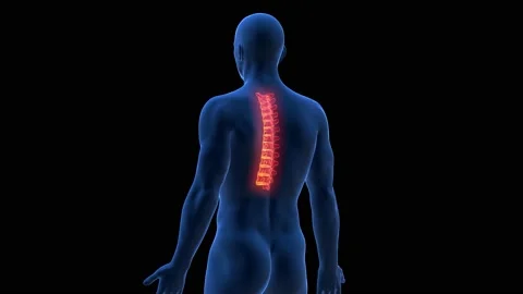 3d medical animation of the skeletal str... | Stock Video | Pond5