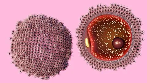 3D medical cross-section of a human oocyte. Stock Illustration