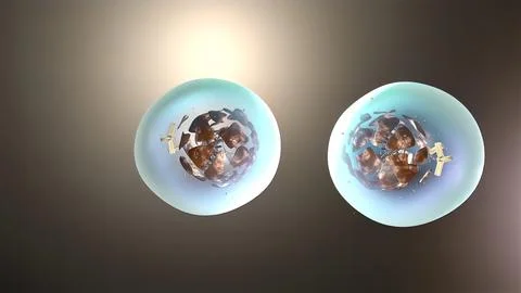 3D Medical illustration of cell division, mitosis Stock Illustration