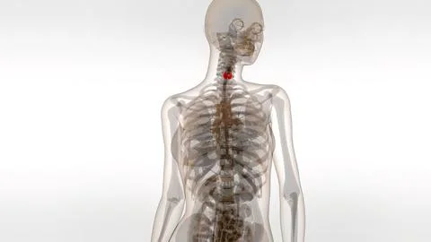 3d medical illustration Of Human Thyroid Stock Illustration