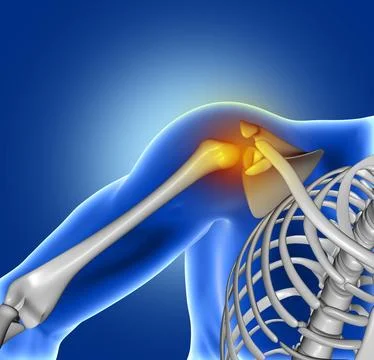 3D medical image of shoulder bone Stock Illustration